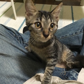 三ヶ月の人懐っこい猫です！
