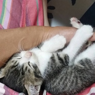 1ヶ月くらいの姉妹（オス、メス）