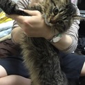 もうすぐ1歳の長毛と二カ月の親子です