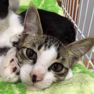 かわいい4兄妹の里親さん募集！　若葉くん