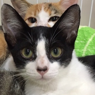 かわいい4兄妹の里親さん募集！　ふた葉くん