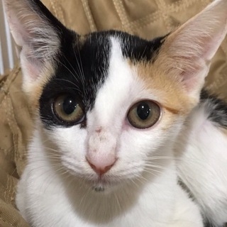 かわいい4兄妹の里親さん募集！　ミツバちゃん