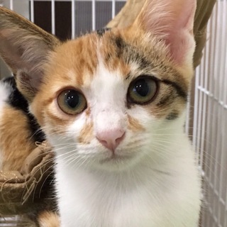 かわいい4兄妹の里親さん募集！　四つ葉ちゃん