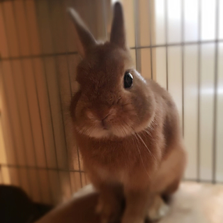 ネザーランドドワーフ男の子