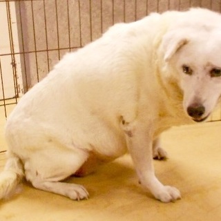 里親さんが決まりました！！