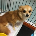 ロングコートチワワの♂1歳2ヶ月