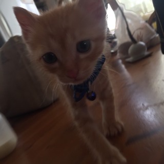 もうすぐ3ヶ月の子猫です☆