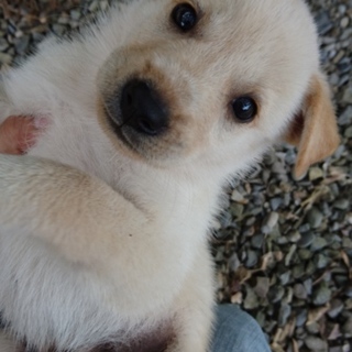 もうすぐ生後２ヶ月の懐っこい女の子♡