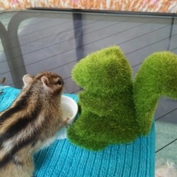 ありがとでち！