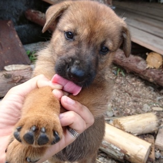 もうすぐ生後２ヶ月の懐っこい女の子♡