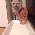 1ヶ月半 姉妹の子猫