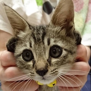 甘えん坊な男の子