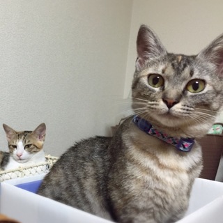 スーちゃん＊ムギワラ♀