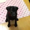 『決定！感謝！』黒ラブ仔犬 ラムちゃん