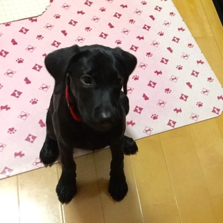 『決定！感謝！』黒ラブ仔犬 ラムちゃん