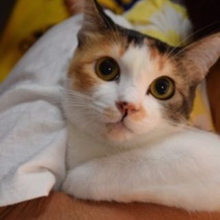 撫でてもらうの大好き♪ ミカちゃん