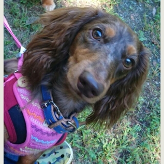 ☆おりお☆里親さま決定☆