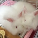 うさぎの里親募集