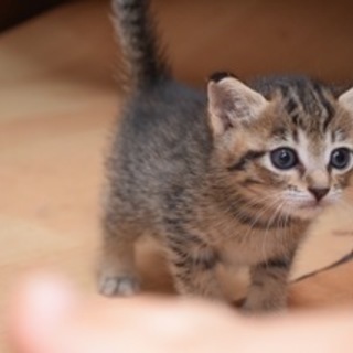 おてんばキラリ☆