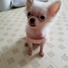 生後3、4ヶ月チワワメス保護 サムネイル2