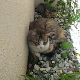 キジトラ子猫ちゃん 