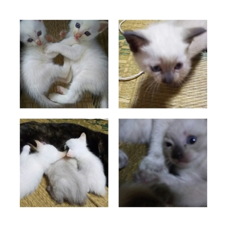 【一作限り】花畑で寄り添う白猫と黒猫の親子　K913 黒猫から産まれた白猫三兄弟」愛媛県 - 猫の里親募集(129459