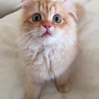 琥珀