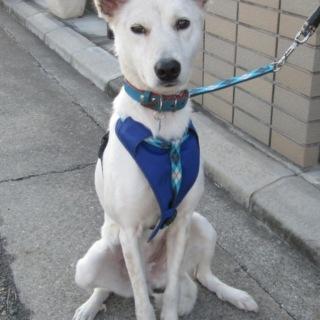 譲渡が決まりました。ありがとうございました。