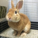【移動先にて里親様決定！】コウくん(仮)岐阜