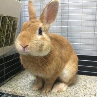 【移動先にて里親様決定！】コウくん(仮)岐阜