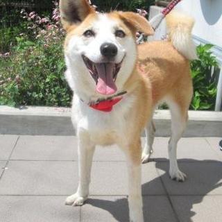 譲渡先が決まりました。ありがとうございました。