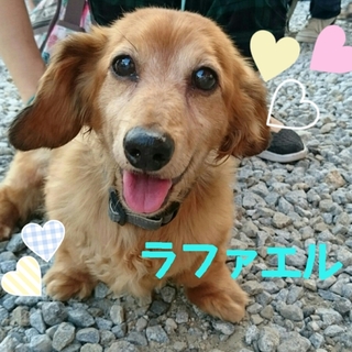 寄り添ってくれるラファエル君