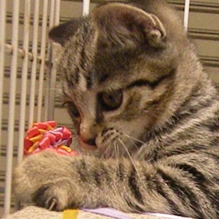 ２か月のやんちゃな子猫