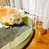 えみまめはむ