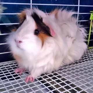 ★一歳の長毛モル♀★