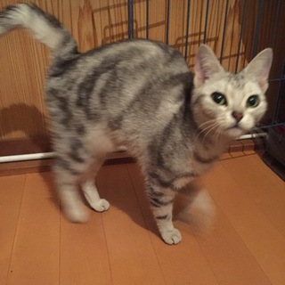 アメリカンショートヘアの優しい女の子