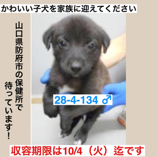 新しい家族に迎えられました！