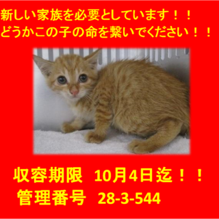 2匹兄弟で迎えていただきました♪良かったね☆