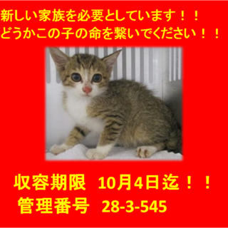 2匹兄弟で迎えていただきました♪良かったね☆