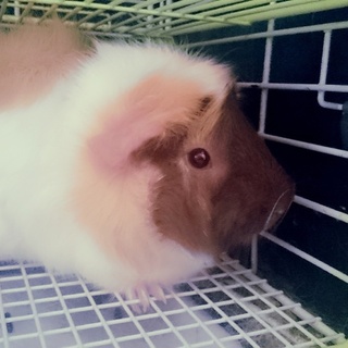 新しい家族が見つかりました♪