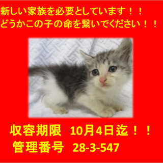 里親決定しました♪ありがとうございます(^-^)