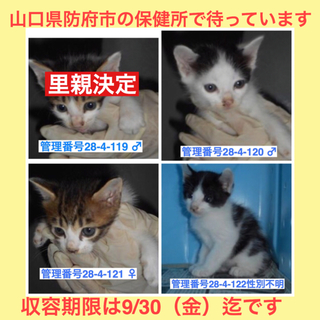 あと3匹、お願いします！