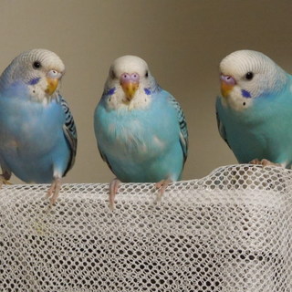 セキセイインコ3兄弟の里親を募集しています