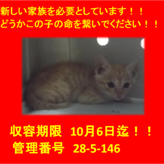 里親決定！！お迎えありがとうございました(^^♪