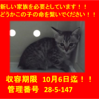 里親決定！！お迎えありがとうございました(^^♪