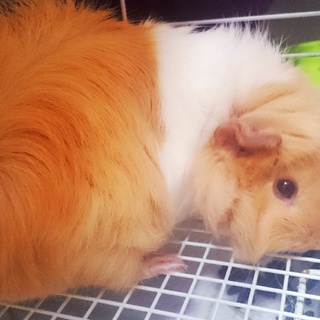 新しい家族が見つかりました♪