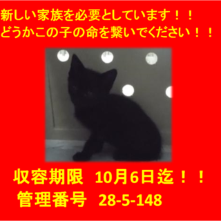 里親決定！！お迎えありがとうございました(^^♪