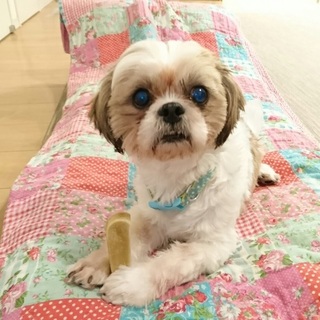 3才前後・悪徳繁殖業者による放棄、劣悪環境より保護