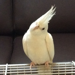 オカメインコ　白