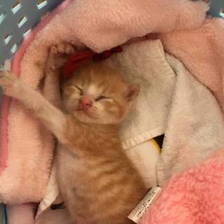 乳飲み子ちゃん